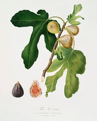 Figs (Ficus carica sativa) from Pomona Italiana (1817 - 1839) by <a href="https://www.rawpixel.com/search/Giorgio%20Gallesio?&amp;page=1">Giorgio Gallesio</a> (1772-1839). Original from The New York Public Library. Digitally enhanced by rawpixel.