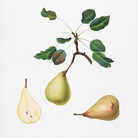 Pear (Pyrus communis) from Pomona Italiana (1817 - 1839) by <a href="https://www.rawpixel.com/search/Giorgio%20Gallesio?&amp;page=1">Giorgio Gallesio</a> (1772-1839). Original from New York public library. Digitally enhanced by rawpixel.