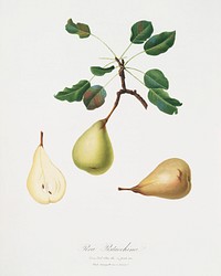 Pear (Pyrus communis) from Pomona Italiana (1817 - 1839) by <a href="https://www.rawpixel.com/search/Giorgio%20Gallesio?&amp;page=1">Giorgio Gallesio</a> (1772-1839). Original from The New York Public Library. Digitally enhanced by rawpixel.
