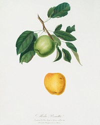 Apple (Malus pumila) from Pomona Italiana (1817 - 1839) by Giorgio Gallesio (1772-1839). Original from The New York Public Library. Digitally enhanced by rawpixel.