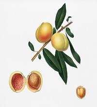 Peach (Persica amygdalus) from Pomona Italiana (1817 - 1839) by <a href="https://www.rawpixel.com/search/Giorgio%20Gallesio?&amp;page=1">Giorgio Gallesio (</a>1772-1839). Original from New York public library. Digitally enhanced by rawpixel.