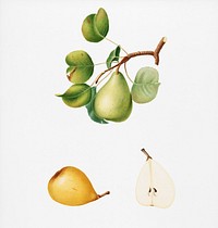 Pear (Pyrus Luisa) from Pomona Italiana (1817 - 1839) by <a href="https://www.rawpixel.com/search/Giorgio%20Gallesio?&amp;page=1">Giorgio Gallesio</a> (1772-1839). Original from New York public library. Digitally enhanced by rawpixel.