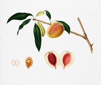 Peach (Persica amygdalus) from Pomona Italiana (1817 - 1839) by <a href="https://www.rawpixel.com/search/Giorgio%20Gallesio?&amp;page=1">Giorgio Gallesio</a> (1772-1839). Original from New York public library. Digitally enhanced by rawpixel.