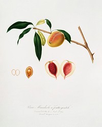 Peach (Persica amygdalus) from Pomona Italiana (1817 - 1839) by <a href="https://www.rawpixel.com/search/Giorgio%20Gallesio?&amp;page=1">Giorgio Gallesio</a> (1772-1839). Original from The New York Public Library. Digitally enhanced by rawpixel.