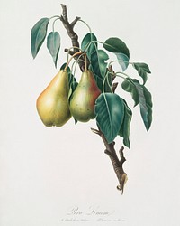 Lemon Pear (Pyrus limonia) from Pomona Italiana (1817 - 1839) by <a href="https://www.rawpixel.com/search/Giorgio%20Gallesio?&amp;page=1">Giorgio Gallesio</a> (1772-1839). Original from The New York Public Library. Digitally enhanced by rawpixel.