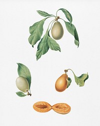 Prune (Prunus hyemalis) from Pomona Italiana (1817 - 1839) by <a href="https://www.rawpixel.com/search/Giorgio%20Gallesio?&amp;page=1">Giorgio Gallesio </a>(1772-1839). Original from New York public library. Digitally enhanced by rawpixel.