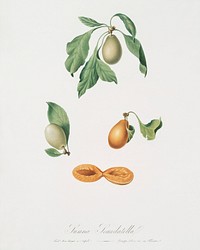 Prune (Prunus hyemalis) from Pomona Italiana (1817 - 1839) by <a href="https://www.rawpixel.com/search/Giorgio%20Gallesio?&amp;page=1">Giorgio Gallesio </a>(1772-1839). Original from The New York Public Library. Digitally enhanced by rawpixel.