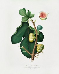 White-peel fig (Ficus carica sativa) from Pomona Italiana (1817 - 1839) by Giorgio Gallesio (1772-1839). Original from The New York Public Library. Digitally enhanced by rawpixel.