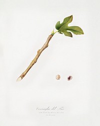 Fig (Coccus ficus caricae) from Pomona Italiana (1817 - 1839) by <a href="https://www.rawpixel.com/search/Giorgio%20Gallesio?&amp;page=1">Giorgio Gallesio</a> (1772-1839). Original from The New York Public Library. Digitally enhanced by rawpixel.