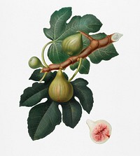Fig (Ficus carica sativa) from Pomona Italiana (1817 - 1839) by <a href="https://www.rawpixel.com/search/Giorgio%20Gallesio?&amp;page=1">Giorgio Gallesio </a>(1772-1839). Original from New York public library. Digitally enhanced by rawpixel.