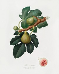 Fig (Ficus carica sativa) from Pomona Italiana (1817 - 1839) by <a href="https://www.rawpixel.com/search/Giorgio%20Gallesio?&amp;page=1">Giorgio Gallesio </a>(1772-1839). Original from The New York Public Library. Digitally enhanced by rawpixel.