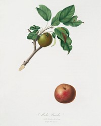 Apple (Malus ruginea) from Pomona Italiana (1817 - 1839) by Giorgio Gallesio (1772-1839). Original from The New York Public Library. Digitally enhanced by rawpixel.