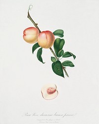White walnut (Persica psillidermis) from Pomona Italiana (1817 - 1839) by <a href="https://www.rawpixel.com/search/Giorgio%20Gallesio?&amp;page=1">Giorgio Gallesio</a> (1772-1839). Original from The New York Public Library. Digitally enhanced by rawpixel.