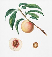 White speckled Peach (Burrona bianca) from Pomona Italiana (1817 - 1839) by <a href="https://www.rawpixel.com/search/Giorgio%20Gallesio?&amp;page=1">Giorgio Gallesio </a>(1772-1839). Original from New York public library. Digitally enhanced by rawpixel.