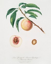 White speckled Peach (Burrona bianca) from Pomona Italiana (1817 - 1839) by <a href="https://www.rawpixel.com/search/Giorgio%20Gallesio?&amp;page=1">Giorgio Gallesio </a>(1772-1839). Original from The New York Public Library. Digitally enhanced by rawpixel.