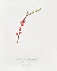 Peach blossom (Prunus persica) from Pomona Italiana (1817 - 1839) by <a href="https://www.rawpixel.com/search/Giorgio%20Gallesio?&amp;page=1">Giorgio Gallesio </a>(1772-1839). Original from The New York Public Library. Digitally enhanced by rawpixel.