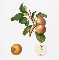 Pupina Apple (Malus appenninensis) from Pomona Italiana (1817 - 1839) by <a href="https://www.rawpixel.com/search/Giorgio%20Gallesio?&amp;page=1">Giorgio Gallesio </a>(1772-1839). Original from New York public library. Digitally enhanced by rawpixel.