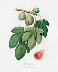 Fig (Ficus carica) from Pomona Italiana (1817 - 1839) by <a href="https://www.rawpixel.com/search/Giorgio%20Gallesio?&amp;page=1">Giorgio Gallesio</a> (1772-1839). Original from The New York Public Library. Digitally enhanced by rawpixel.