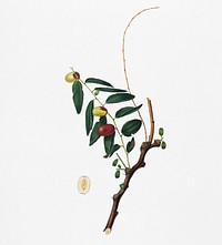 Jujube (Ziziphus vulgaris) from Pomona Italiana (1817 - 1839) by <a href="https://www.rawpixel.com/search/Giorgio%20Gallesio?&amp;page=1">Giorgio Gallesio</a> (1772-1839). Original from New York public library. Digitally enhanced by rawpixel.