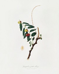 Jujube (Ziziphus vulgaris) from Pomona Italiana (1817 - 1839) by <a href="https://www.rawpixel.com/search/Giorgio%20Gallesio?&amp;page=1">Giorgio Gallesio</a> (1772-1839). Original from The New York Public Library. Digitally enhanced by rawpixel.