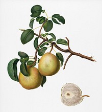 Pear (Pyrus Butyra) from Pomona Italiana (1817 - 1839) by <a href="https://www.rawpixel.com/search/Giorgio%20Gallesio?&amp;page=1">Giorgio Gallesio</a> (1772-1839). Original from New York public library. Digitally enhanced by rawpixel.