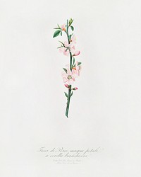 Peach Flower (Prunus persica) from Pomona Italiana (1817 - 1839) by <a href="https://www.rawpixel.com/search/Giorgio%20Gallesio?&amp;page=1">Giorgio Gallesio</a> (1772-1839). Original from The New York Public Library. Digitally enhanced by rawpixel.