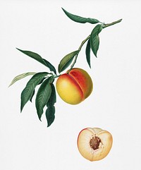 Peach (Persica julodermis) from Pomona Italiana (1817 - 1839) by <a href="https://www.rawpixel.com/search/Giorgio%20Gallesio?&amp;page=1">Giorgio Gallesio</a> (1772-1839). Original from New York public library. Digitally enhanced by rawpixel.