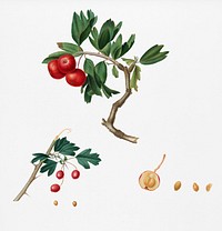 Red thorn-apple (Crataegus poliossea sterilis) from Pomona Italiana (1817 - 1839) by <a href="https://www.rawpixel.com/search/Giorgio%20Gallesio?&amp;page=1">Giorgio Gallesio</a> (1772-1839). Original from New York public library. Digitally enhanced by rawpixel.