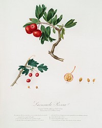 Red thorn-apple (Crataegus poliossea sterilis) from Pomona Italiana (1817 - 1839) by <a href="https://www.rawpixel.com/search/Giorgio%20Gallesio?&amp;page=1">Giorgio Gallesio</a> (1772-1839). Original from The New York Public Library. Digitally enhanced by rawpixel.