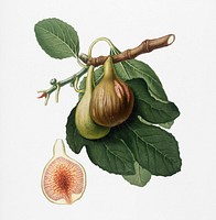 Fig (Ficus carica) from Pomona Italiana (1817 - 1839) by <a href="https://www.rawpixel.com/search/Giorgio%20Gallesio?&amp;page=1">Giorgio Gallesio</a> (1772-1839). Original from New York public library. Digitally enhanced by rawpixel.