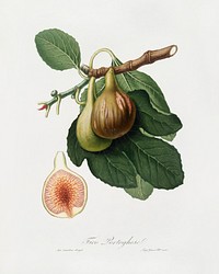 Fig (Ficus carica) from Pomona Italiana (1817 - 1839) by Giorgio Gallesio (1772-1839). Original from The New York Public Library. Digitally enhanced by rawpixel.