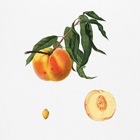 Peach (Prunus persica) from Pomona Italiana (1817 - 1839) by <a href="https://www.rawpixel.com/search/Giorgio%20Gallesio?&amp;page=1">Giorgio Gallesio</a> (1772-1839). Original from New York public library. Digitally enhanced by rawpixel.