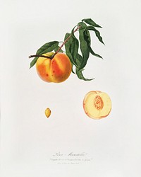 Peach (Prunus persica) from Pomona Italiana (1817 - 1839) by <a href="https://www.rawpixel.com/search/Giorgio%20Gallesio?&amp;page=1">Giorgio Gallesio</a> (1772-1839). Original from The New York Public Library. Digitally enhanced by rawpixel.