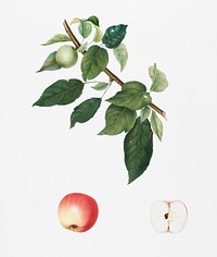 Apple (Malus pumila) from Pomona Italiana (1817 - 1839) by <a href="https://www.rawpixel.com/search/Giorgio%20Gallesio?&amp;page=1">Giorgio Gallesio</a> (1772-1839). Original from New York public library. Digitally enhanced by rawpixel.