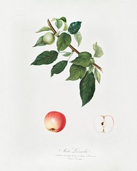 Apple (Malus pumila) from Pomona Italiana (1817 - 1839) by <a href="https://www.rawpixel.com/search/Giorgio%20Gallesio?&amp;page=1">Giorgio Gallesio</a> (1772-1839). Original from The New York Public Library. Digitally enhanced by rawpixel.