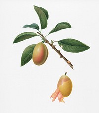 Armenian plum (Prunus armeniaca) from Pomona Italiana (1817 - 1839) by <a href="https://www.rawpixel.com/search/Giorgio%20Gallesio?&amp;page=1">Giorgio Gallesio</a> (1772-1839). Original from New York public library. Digitally enhanced by rawpixel.