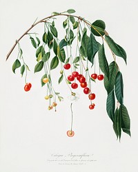 Visciola Cherries (Cerasus visciola) from Pomona Italiana (1817 - 1839) by Giorgio Gallesio (1772-1839). Original from The New York Public Library. Digitally enhanced by rawpixel.