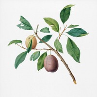 Spanish plums (Prunus Catalanica) from Pomona Italiana (1817 - 1839) by <a href="https://www.rawpixel.com/search/Giorgio%20Gallesio?&amp;page=1">Giorgio Gallesio</a> (1772-1839). Original from New York public library. Digitally enhanced by rawpixel.
