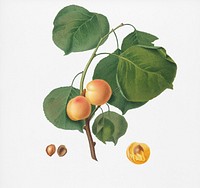 Yellow apricot (Prunus armeniaca) from Pomona Italiana (1817 - 1839) by <a href="https://www.rawpixel.com/search/Giorgio%20Gallesio?&amp;page=1">Giorgio Gallesio</a> (1772-1839). Original from New York public library. Digitally enhanced by rawpixel.