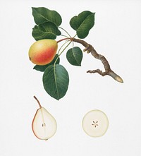 Pear (Pyrus regalis) from Pomona Italiana (1817 - 1839) by <a href="https://www.rawpixel.com/search/Giorgio%20Gallesio?&amp;page=1">Giorgio Gallesio</a> (1772-1839). Original from New York public library. Digitally enhanced by rawpixel.