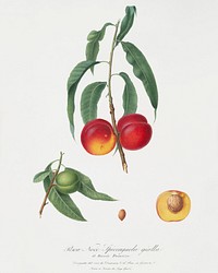 Walnut peach (Persica) from Pomona Italiana (1817 - 1839) by <a href="https://www.rawpixel.com/search/Giorgio%20Gallesio?&amp;page=1">Giorgio Gallesio</a> (1772-1839). Original from The New York Public Library. Digitally enhanced by rawpixel.