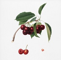 Cherry (Cerasus visciola) from Pomona Italiana (1817 - 1839) by <a href="https://www.rawpixel.com/search/Giorgio%20Gallesio?&amp;page=1">Giorgio Gallesio</a> (1772-1839). Original from New York public library. Digitally enhanced by rawpixel.