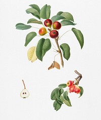 Musky pear (Pyrus sativa) from Pomona Italiana (1817 - 1839) by <a href="https://www.rawpixel.com/search/Giorgio%20Gallesio?&amp;page=1">Giorgio Gallesio</a> (1772-1839). Original from New York public library. Digitally enhanced by rawpixel.