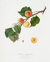 Apricot (Armeniaca Alexandrina) from Pomona Italiana (1817 - 1839) by <a href="https://www.rawpixel.com/search/Giorgio%20Gallesio?&amp;page=1">Giorgio Gallesio</a> (1772-1839). Original from The New York Public Library. Digitally enhanced by rawpixel.
