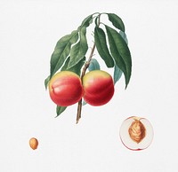 Peach (Persica psillidermis) from Pomona Italiana (1817 - 1839) by <a href="https://www.rawpixel.com/search/Giorgio%20Gallesio?&amp;page=1">Giorgio Gallesio</a> (1772-1839). Original from New York public library. Digitally enhanced by rawpixel.