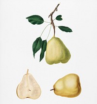 Pear (Pyrus communis) from Pomona Italiana (1817 - 1839) by <a href="https://www.rawpixel.com/search/Giorgio%20Gallesio?&amp;page=1">Giorgio Gallesio</a> (1772-1839). Original from New York public library. Digitally enhanced by rawpixel.