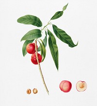 Apricot (Pesca Ciliegia) from Pomona Italiana (1817 - 1839) by <a href="https://www.rawpixel.com/search/Giorgio%20Gallesio?&amp;page=1">Giorgio Gallesio</a> (1772-1839). Original from New York public library. Digitally enhanced by rawpixel.