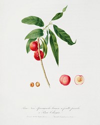Apricot (Pesca Ciliegia) from Pomona Italiana (1817 - 1839) by <a href="https://www.rawpixel.com/search/Giorgio%20Gallesio?&amp;page=1">Giorgio Gallesio</a> (1772-1839). Original from The New York Public Library. Digitally enhanced by rawpixel.