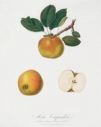Apple (Malus carpendolo) from Pomona Italiana (1817 - 1839) by Giorgio Gallesio (1772-1839). Original from The New York Public Library. Digitally enhanced by rawpixel.