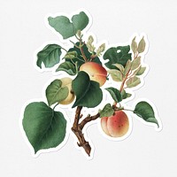 Hand drawn apricot fruit sticker with a white border